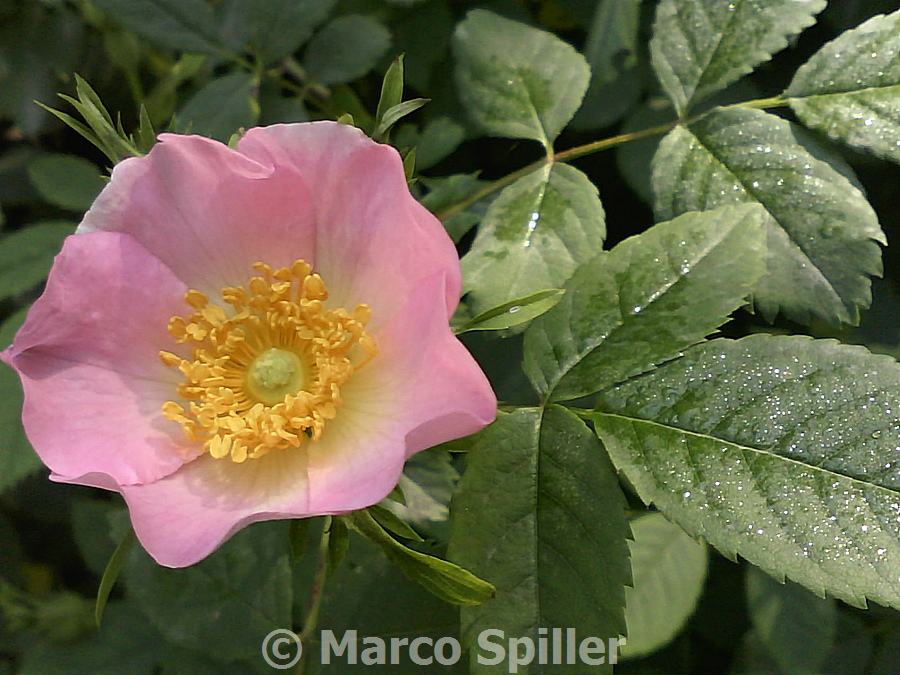 Rosa canina